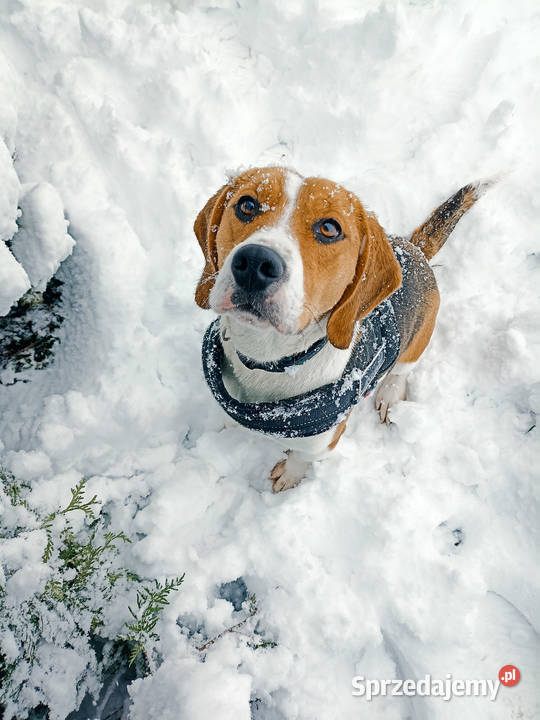Dorosła suczka rasy beagle Sanok