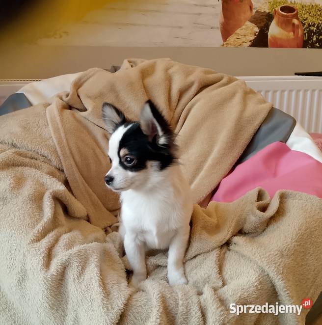 Chihuahua chłopiec długowłosy Szczucin