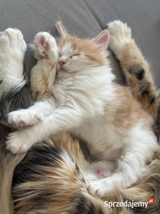 KocurKotka Maine Coon Starogard Gdański