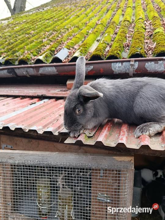Sprzedam króliki Gorzkowice