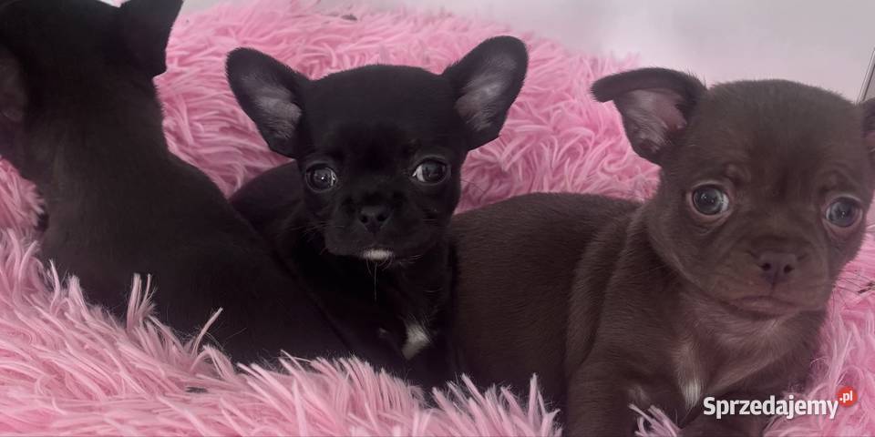 Chihuahua Xs Gdańsk