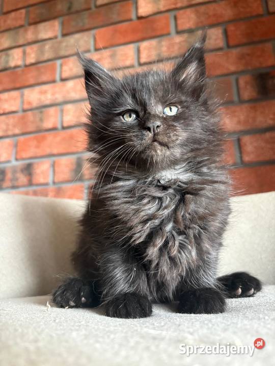 Maine Coon Olimpia Szembruk