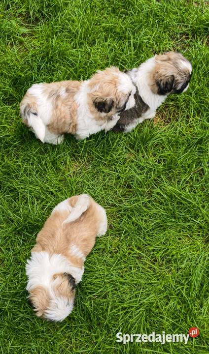 ŚLICZNE szczeniaki Shihtzu dolnośląskie Jawor