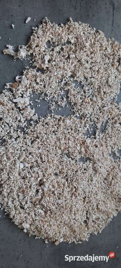 Pniarek brzozowy Białoporek brzozowy susz Grzyby Koszalin