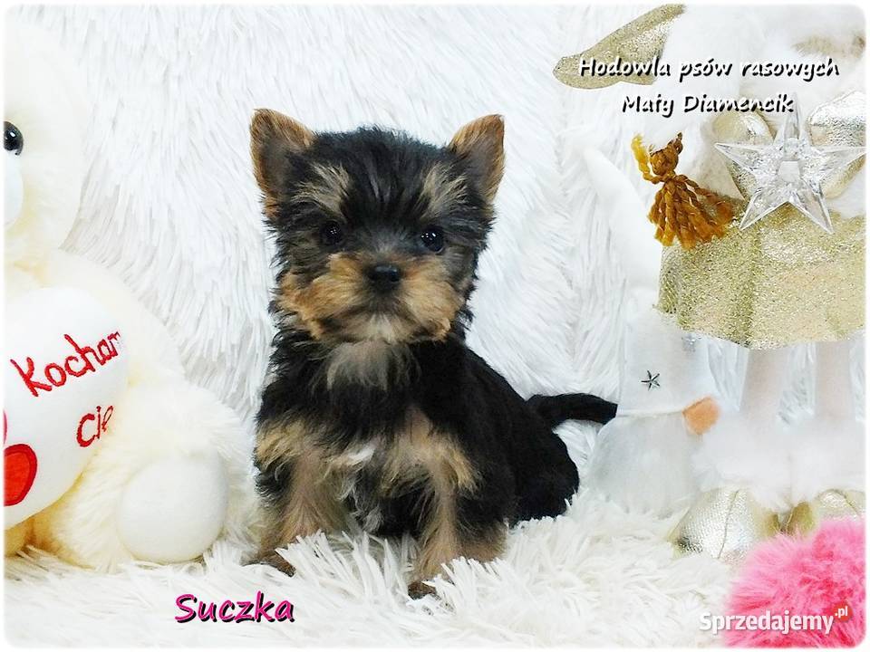 Mini XS Malutka Suczka Yorkshire Terrier Do