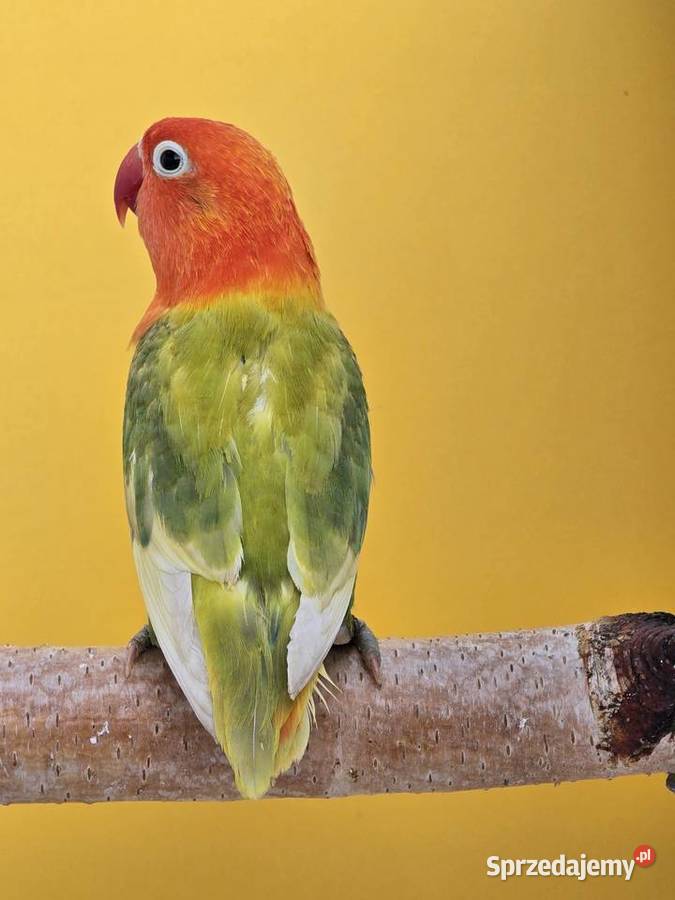 Nierozlaczka Fischer nierozłączki młode do śląskie Katowice