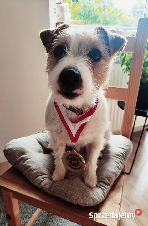 Jack Russell Terrier szczenięta z metrykami ZKwP Kraków