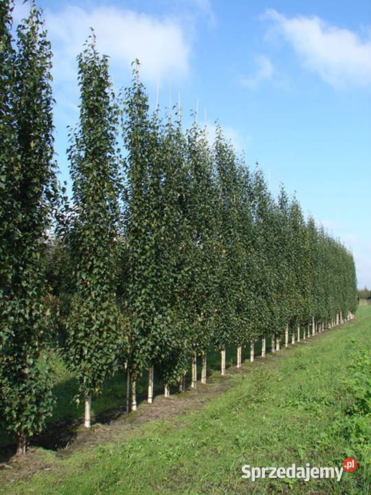 Brzoza brodawkowata Fastigiata 300 brzoza Sompolno