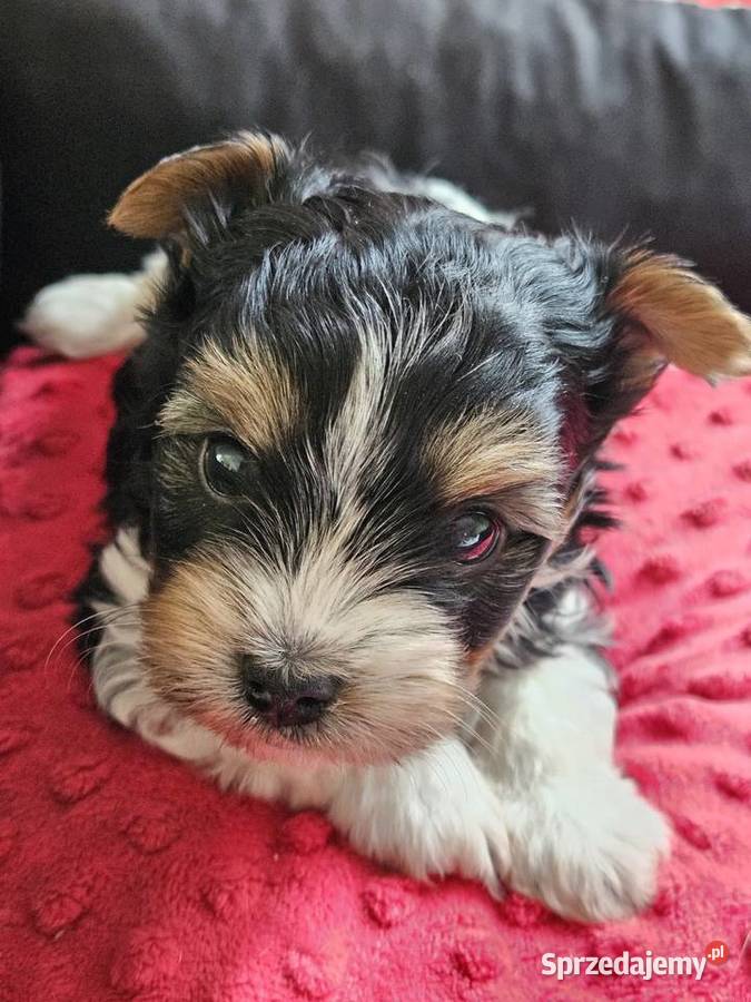 Biewer Yorkshire Terrier Somonino