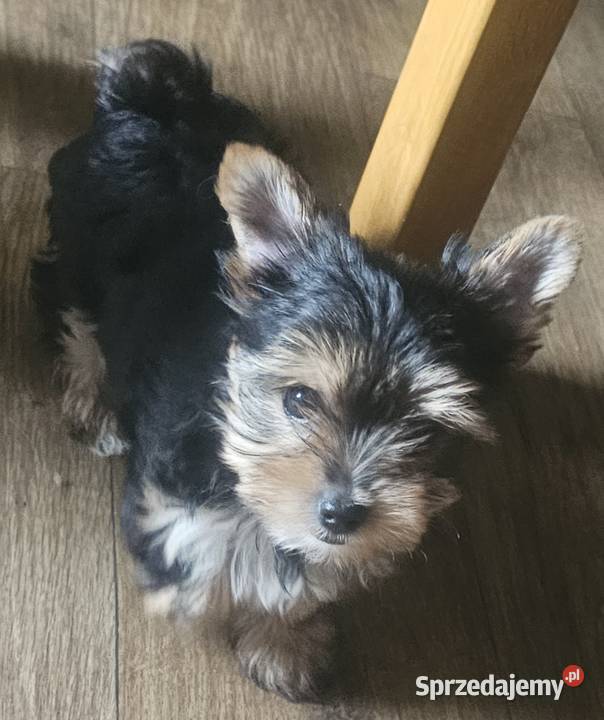 York Yorkshire terrier Częstochowa sprzedam