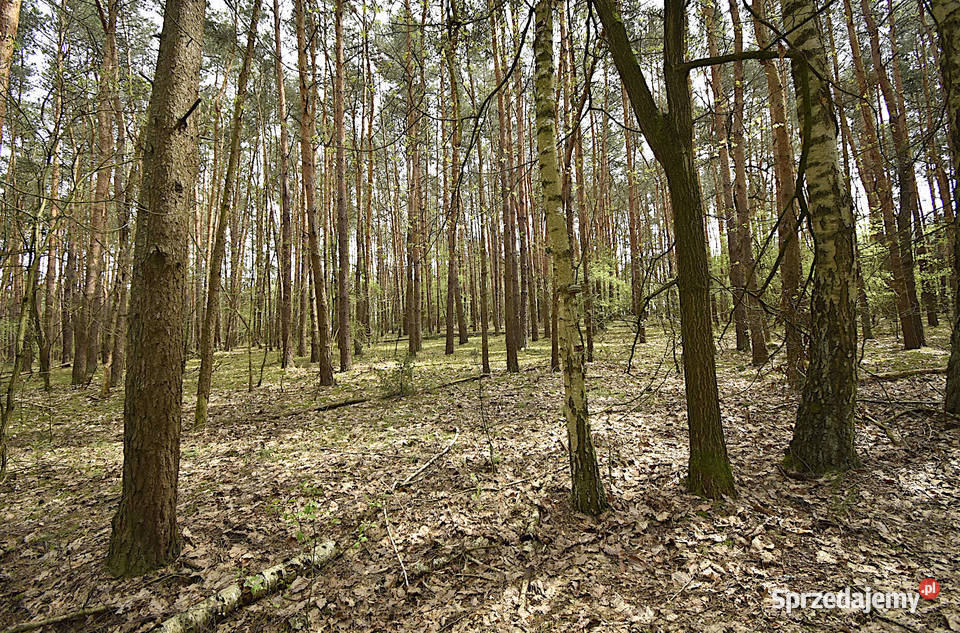 Dom w lesie sprzedam