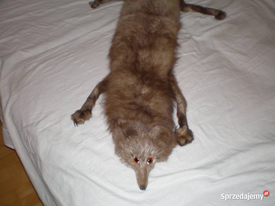 Sprzedam kołnierz z lisa używany stan Piekary Śląskie