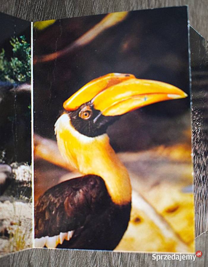 Ogród zoologiczny wybrzeża małe pocztówki w Chełmno