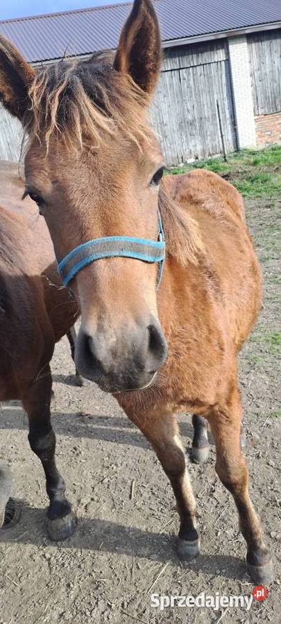 Zrebica huculska Koprzywnica