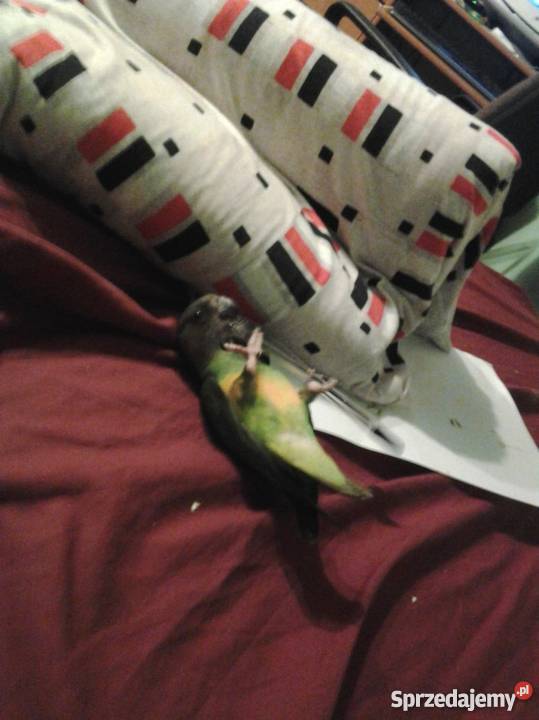 Senegalka afrykanka SAMICA 2011r ręcznie podkarpackie