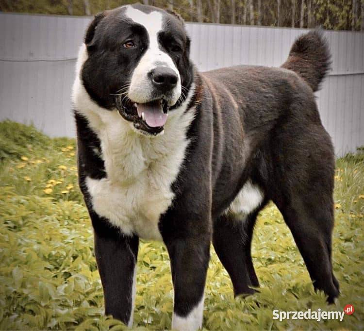 Owczarek Środkowoazjatycki zapowiedź miotu wielkopolskie Konin