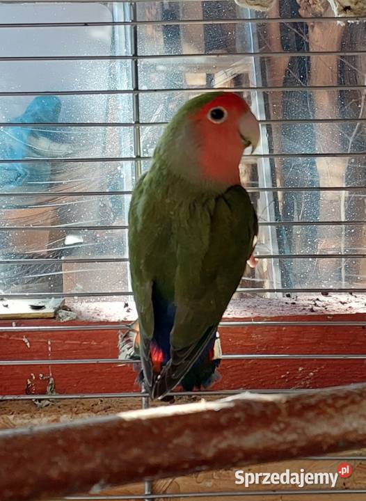 Papugi nierozłączki 21r Lubin