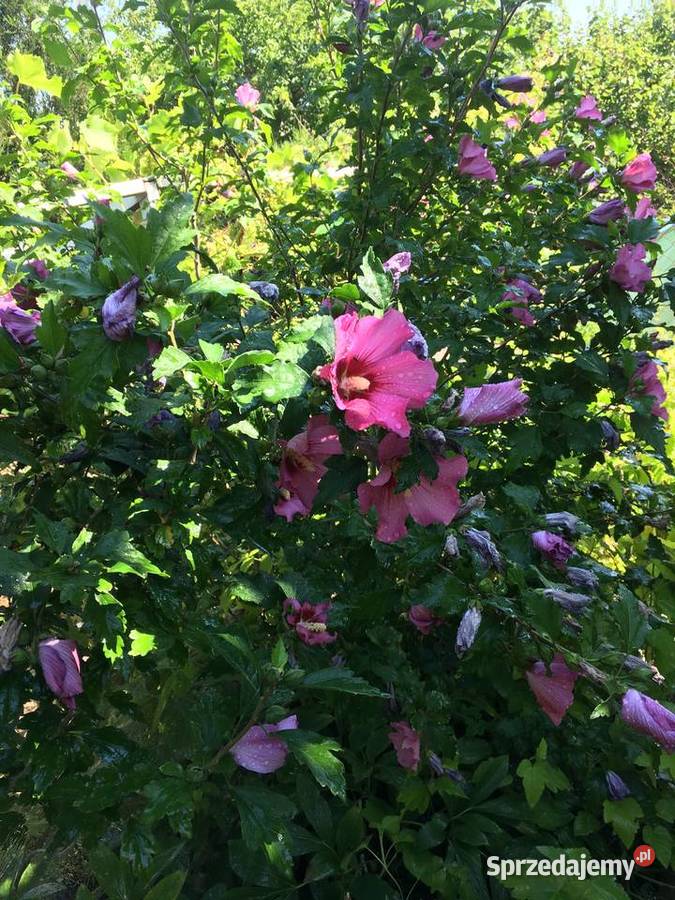 Hibiskus róża syryjska Bydgoszcz