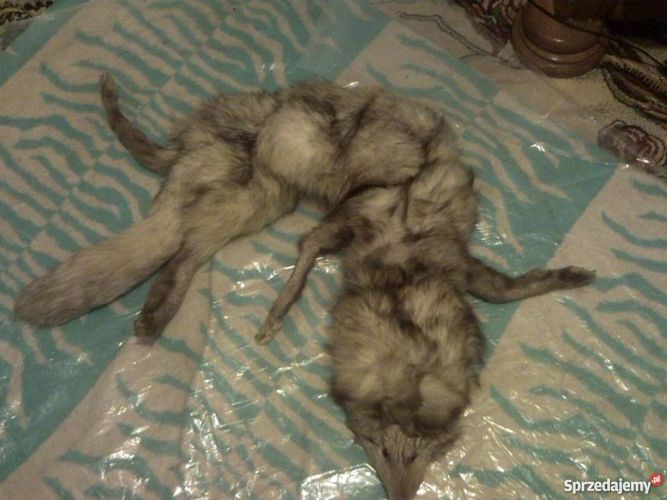 Szal z lisa pełnego nowy Galanteria i dodatki Ostrołęka