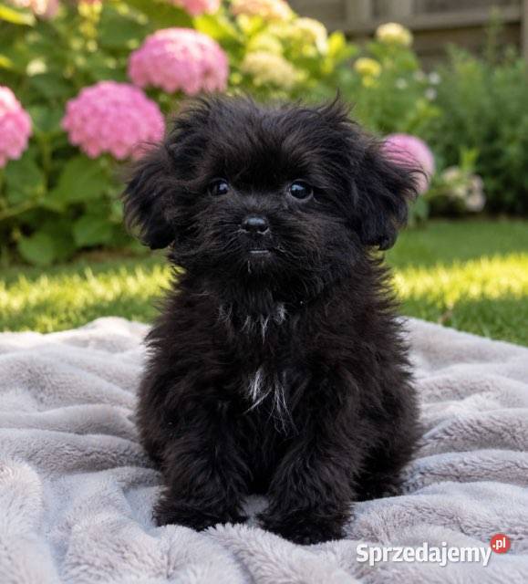 Suczka maltipoo xs Ełk