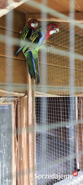 Rozelle białolice śląskie Jeżowa