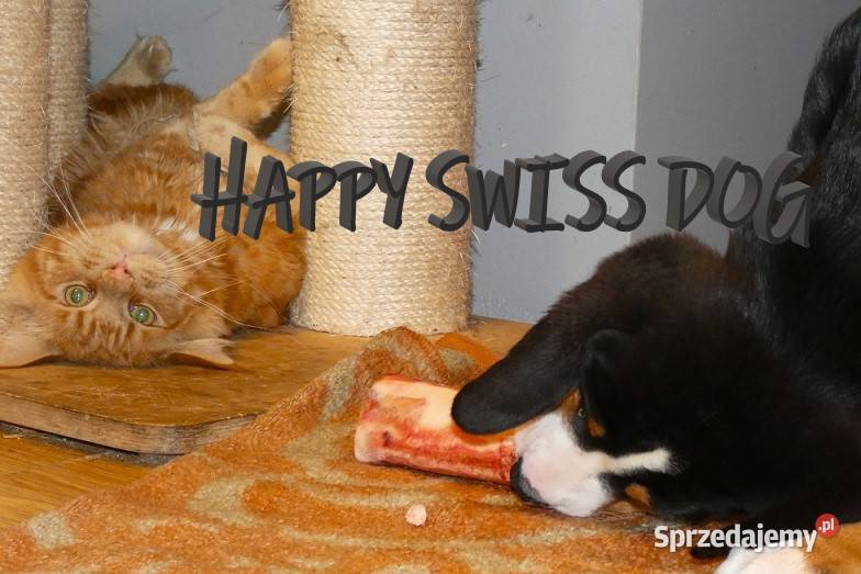 Duży Szwajcarski Pies Pasterski hodowla