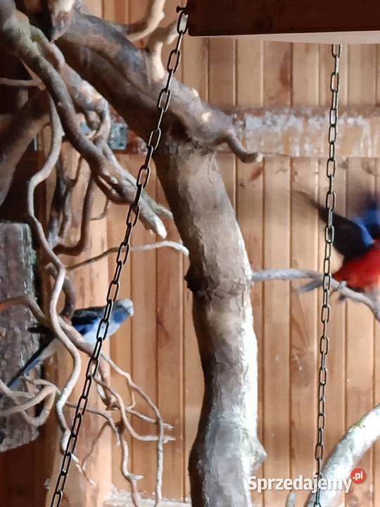 Papugi sprzedam Ptaki Czarna Kolonia