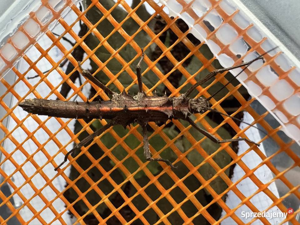 Straszyki na sprzedaż różne gatunki proszę pytać Jastrzębie-Zdrój sprzedam