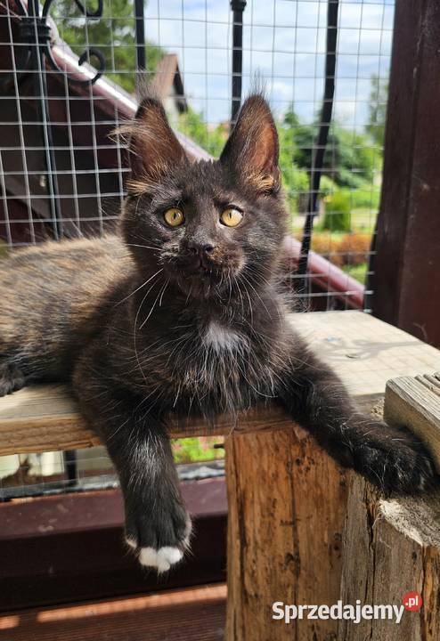 Towarzyski Maine Coon FPL Gdańsk