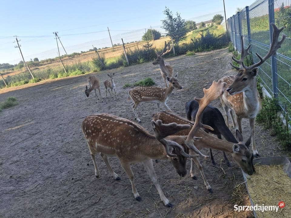 młode daniele Góra