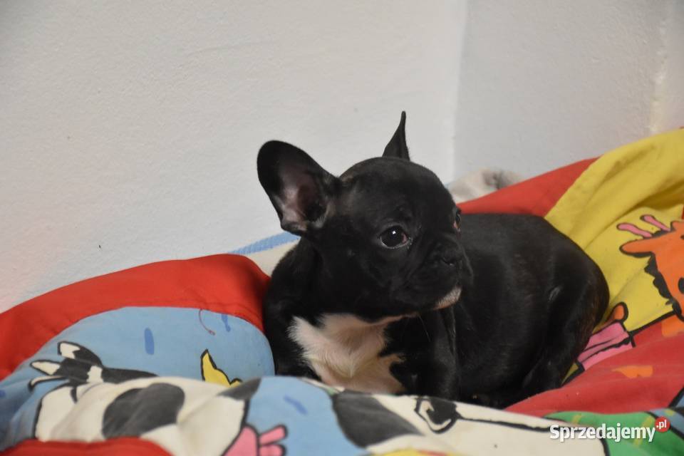 buldog francuski suczka niebieskapaszport Lipno