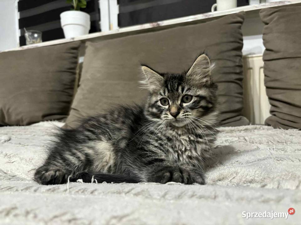 Sprzedam kota syberyjskiego Szastarka