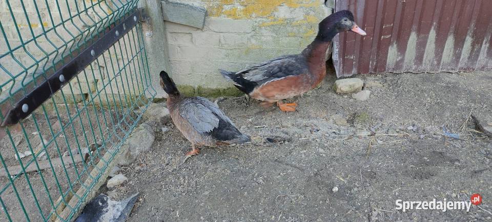 Sprzedam laczki z 25 roku Drób i ptactwo