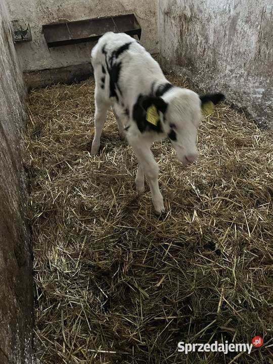 Jałoszka 3 tyg Siedlce sprzedam