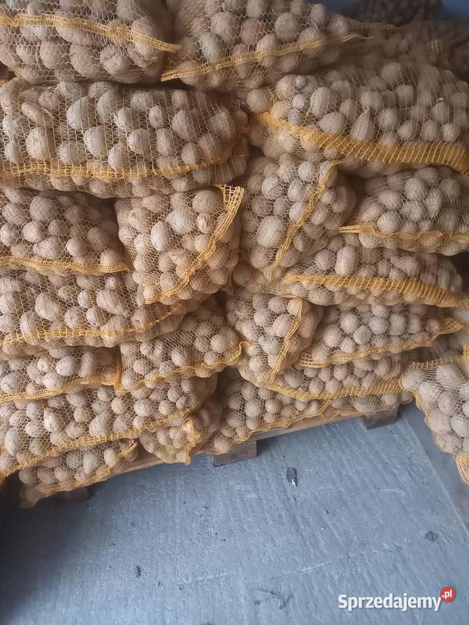 Ziemniakiziemniak ekologiczny Gnojno