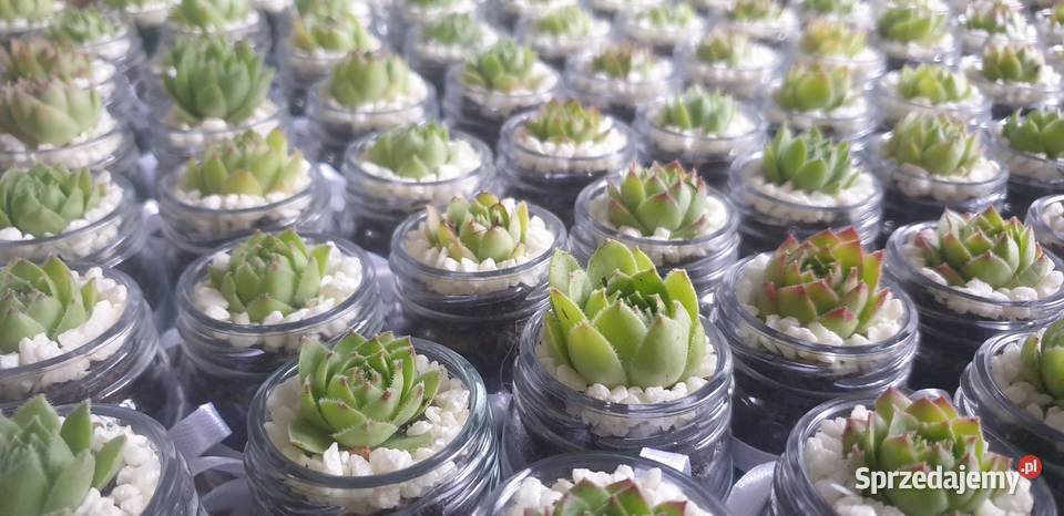 Podziękowania gości Łódź