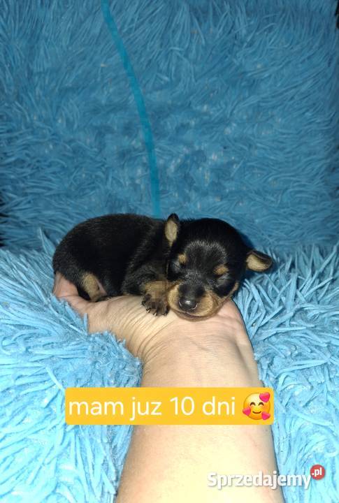 Pinczer Jasło