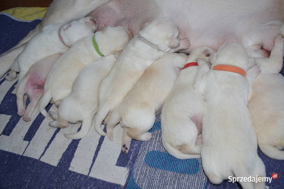Elitarne zdrowe cudowne Labradory ZKwPFCI śląskie Myszków