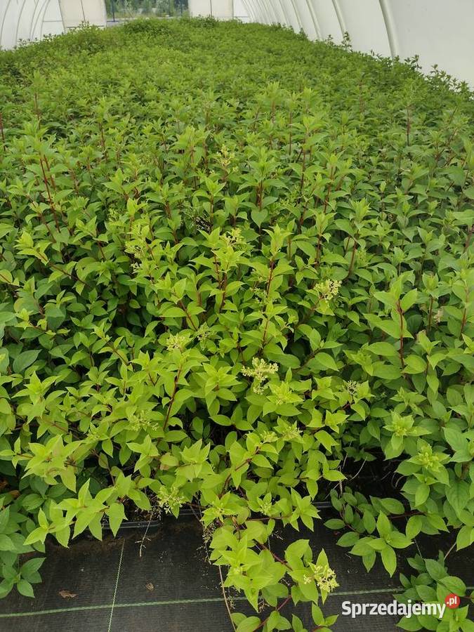 Hortensje bukietowe SADZONKI Wrocław