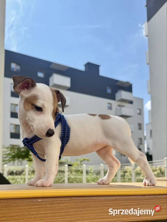Urocza sunia Jack Russell Terrier Rodowód Poznań