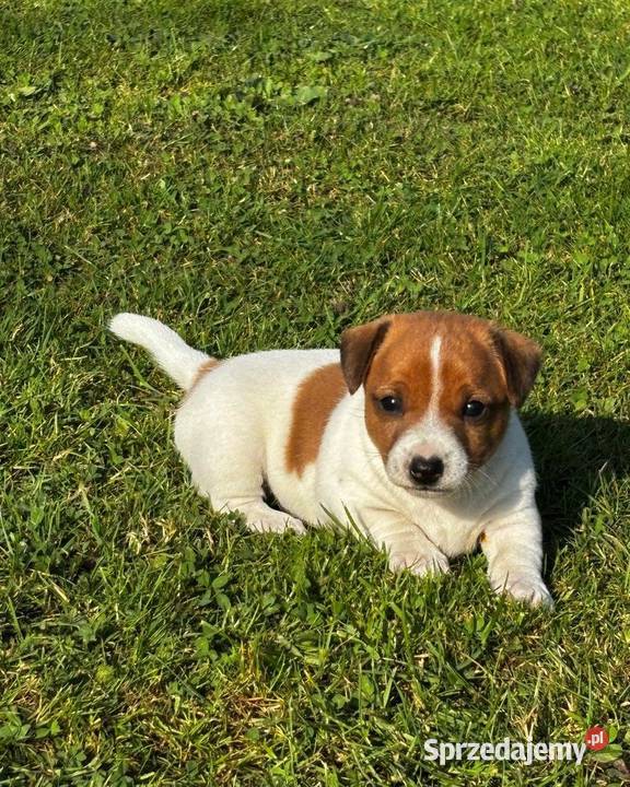 samiec i dwie suczki Jack Russell Szczecinek
