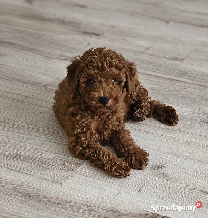 Piesek toy red brown Zbrudzewo sprzedam