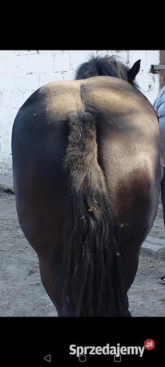 Sprzedam źrebice Ostrów Lubelski sprzedam
