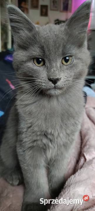 kocurek i kotka Maine Coon Pozostałe Starogard Gdański