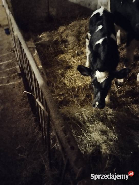 Sprzedam cielaki Jabłoń