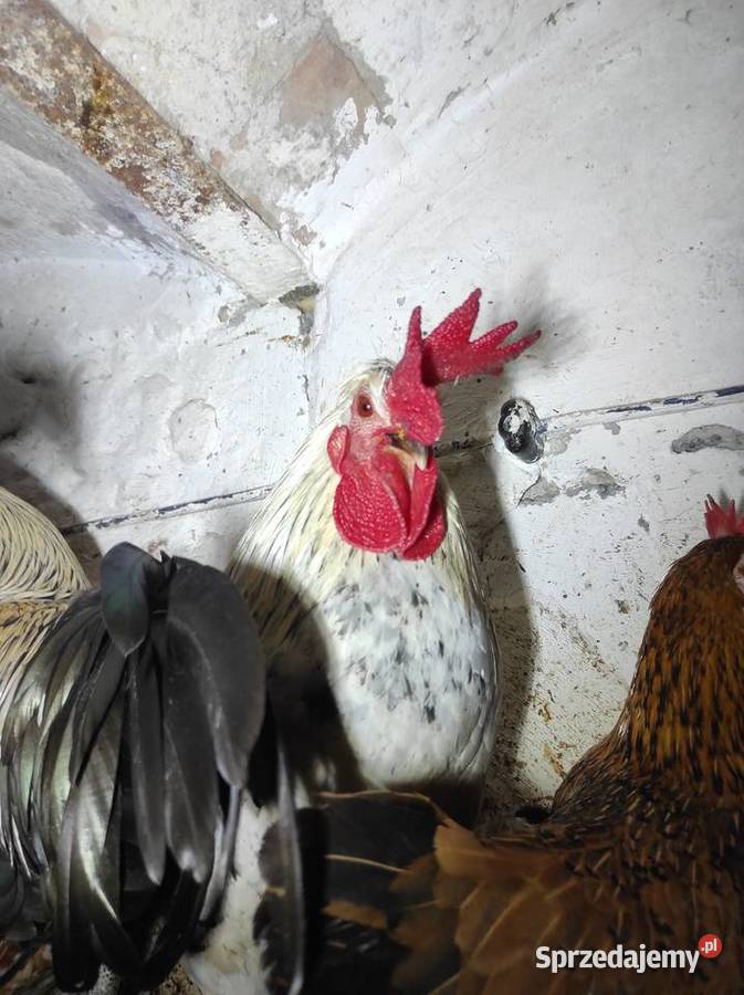 Koguty drób tanio Bochnia