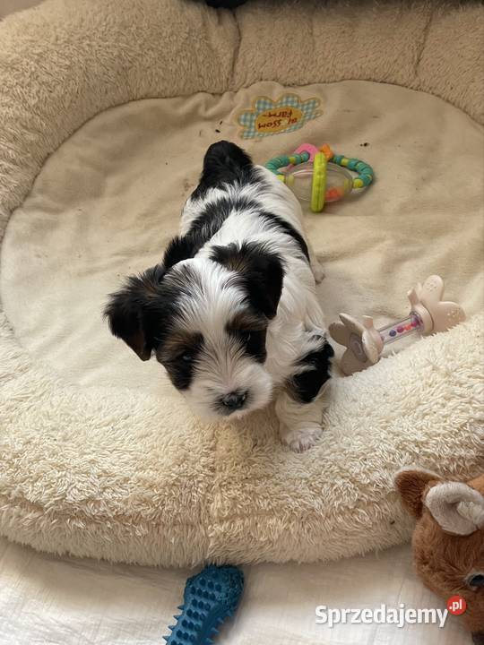 Yorkshire Trrier Biewer piesek Ostrożnica