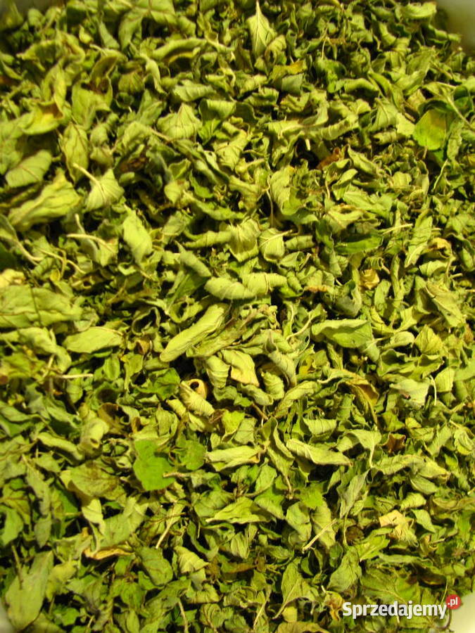 Oregano liść suszony z domowego ogródka świeże Brzegi sprzedam