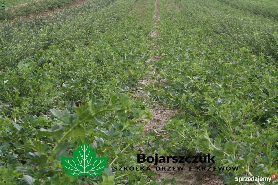 Sadzonki agrestu Mucurines Kamieniar Puszkińskij