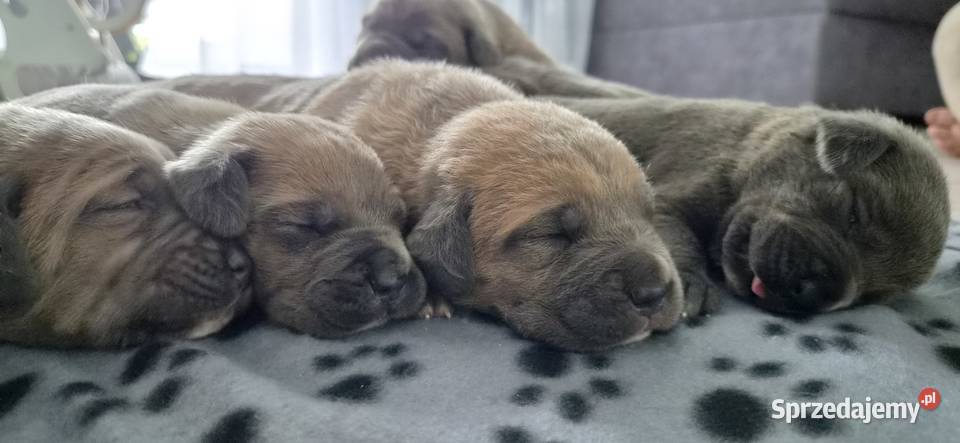 Cane corso Cane Corso Bychawa
